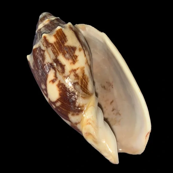 Bat Volute shell - Picture 1 of 7